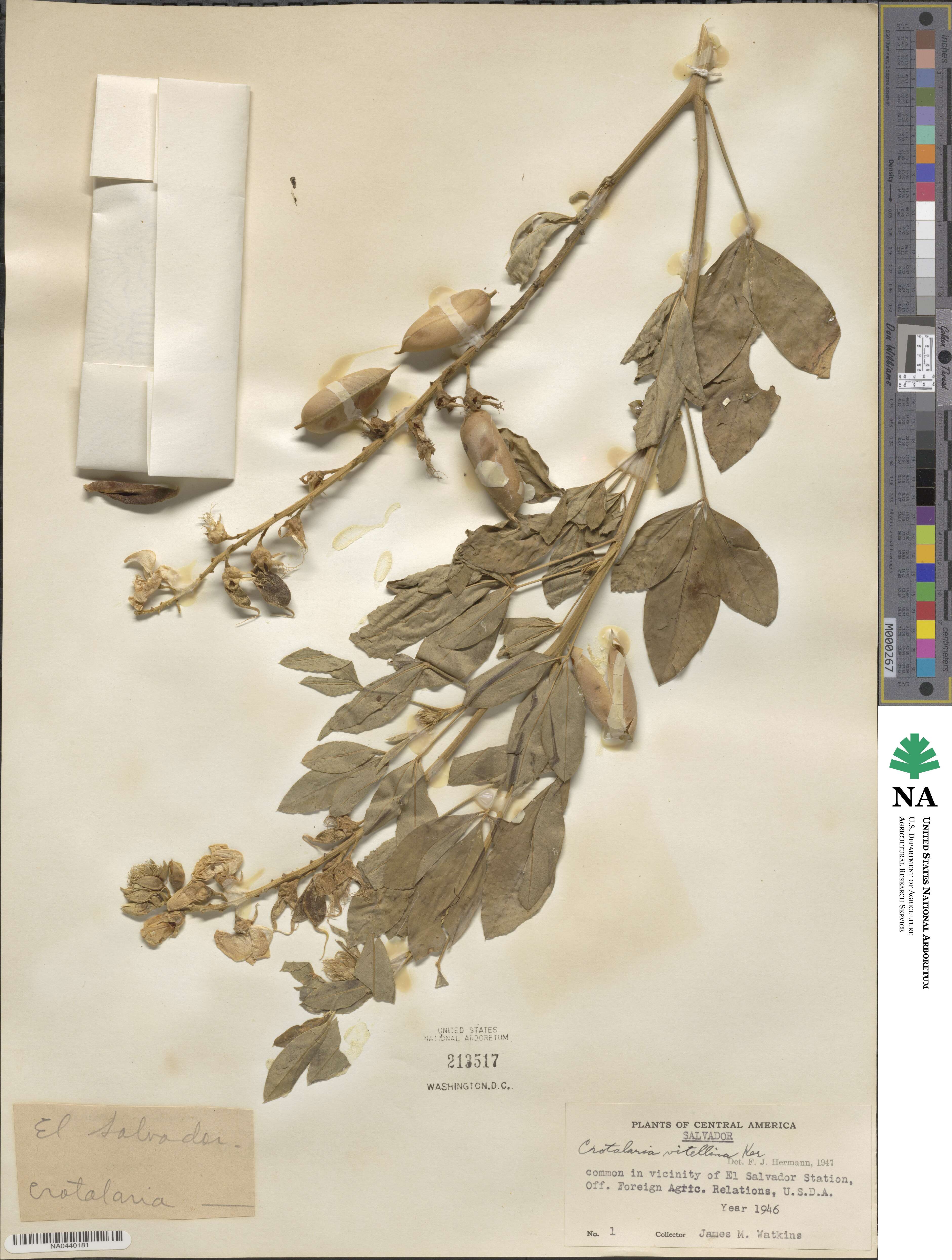 Crotalaria vitellina image