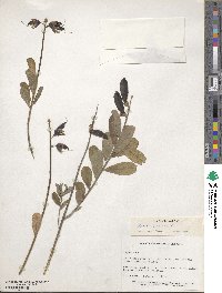 Crotalaria retusa image