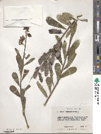 Crotalaria retusa image