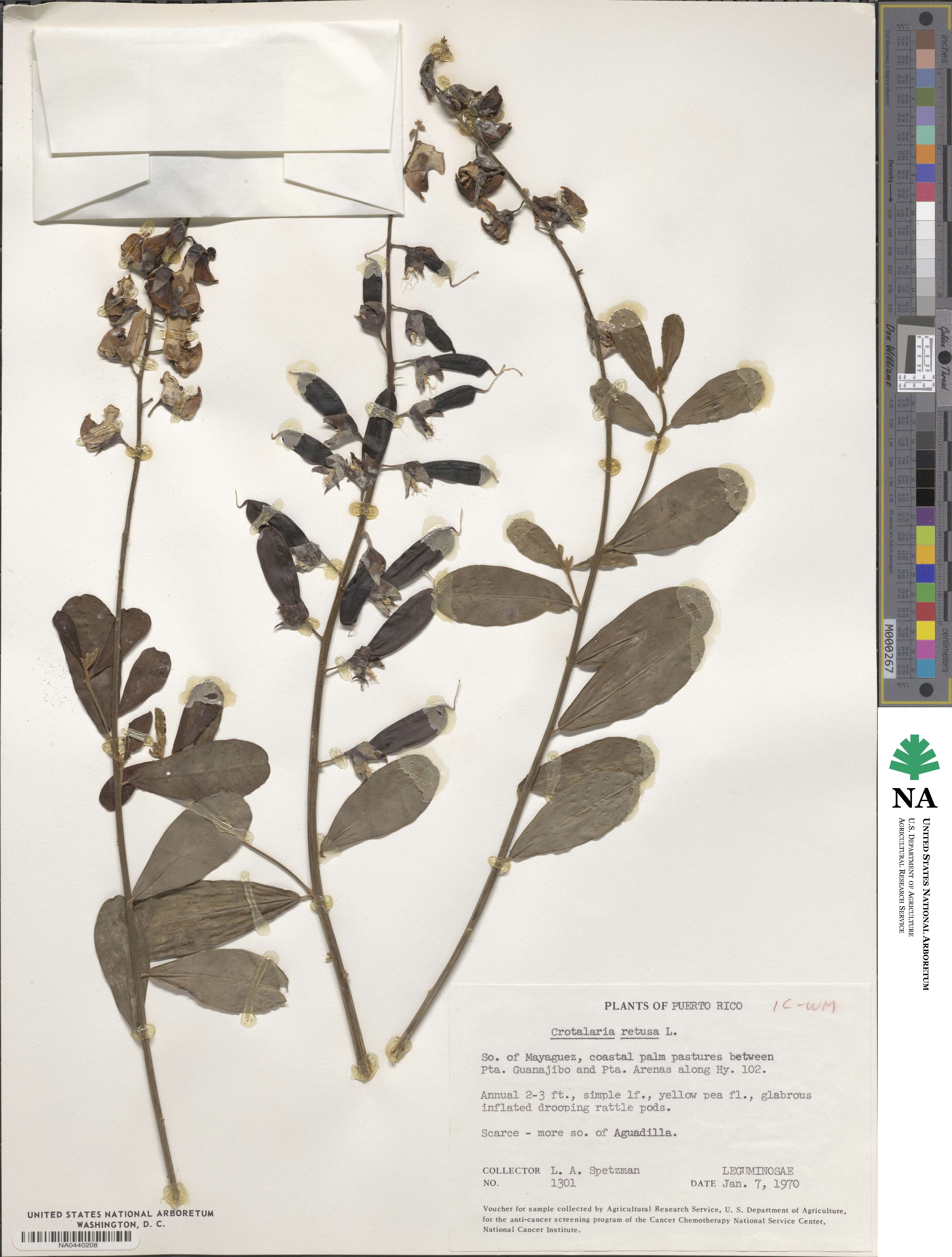 Crotalaria retusa image