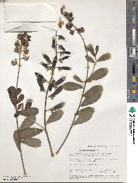 Crotalaria retusa image