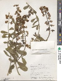 Crotalaria retusa image