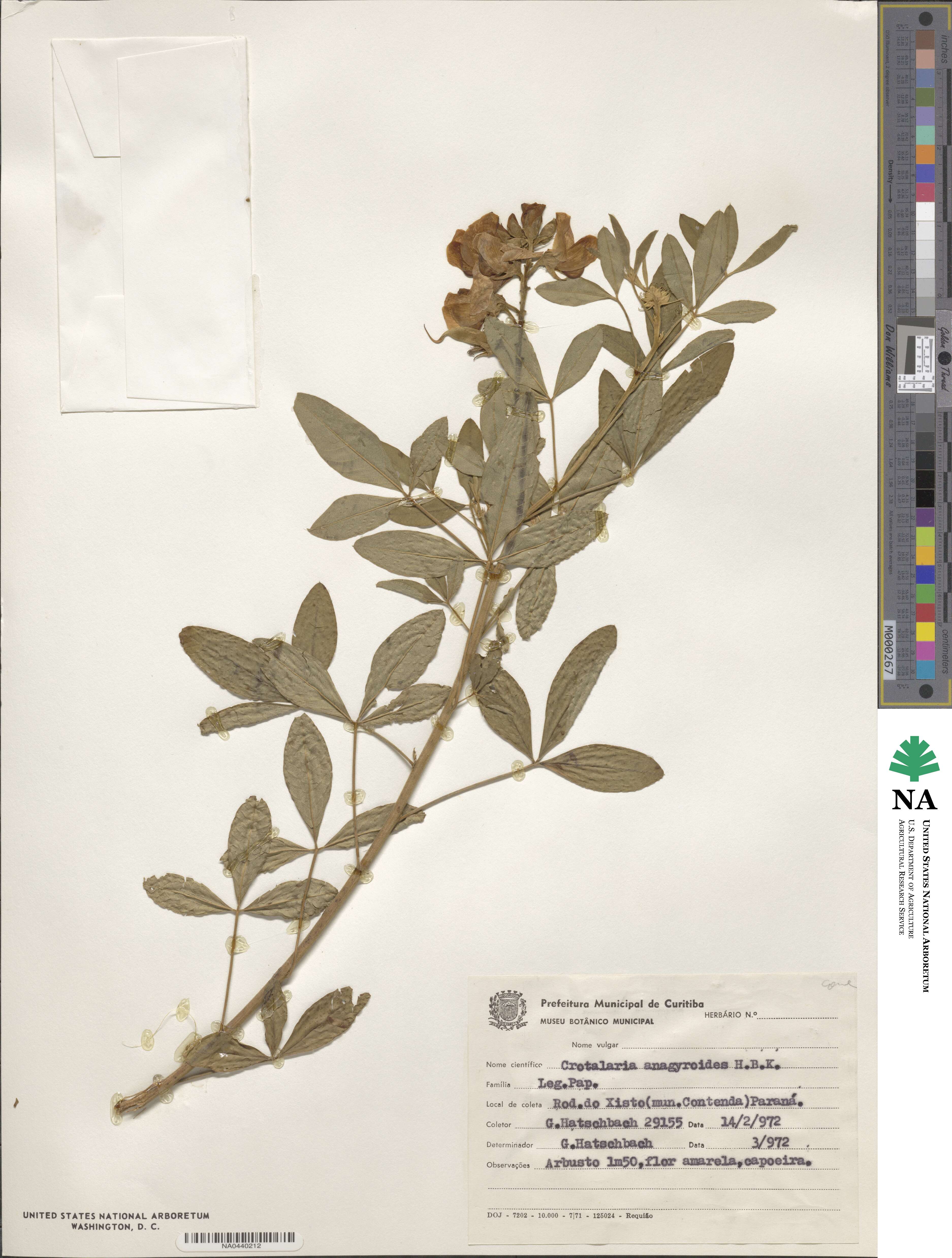 Crotalaria micans image