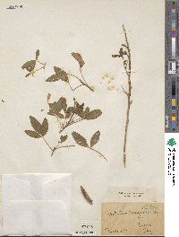 Crotalaria micans image