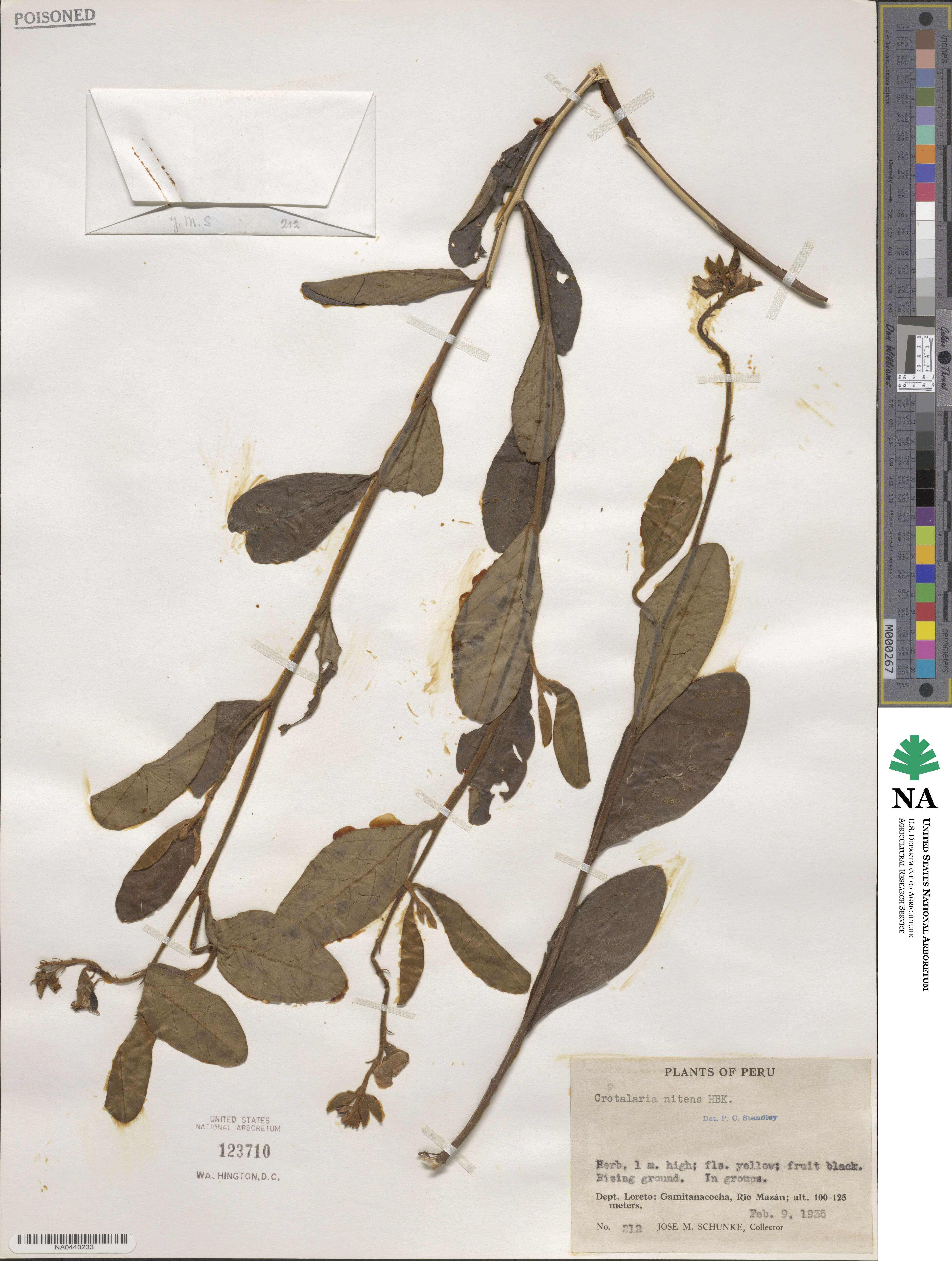 Crotalaria nitens image