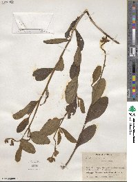 Crotalaria nitens image