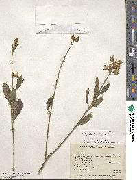 Crotalaria nitens image