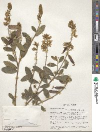 Crotalaria nitens image