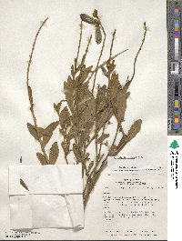 Crotalaria nitens image