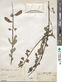 Crotalaria retusa image