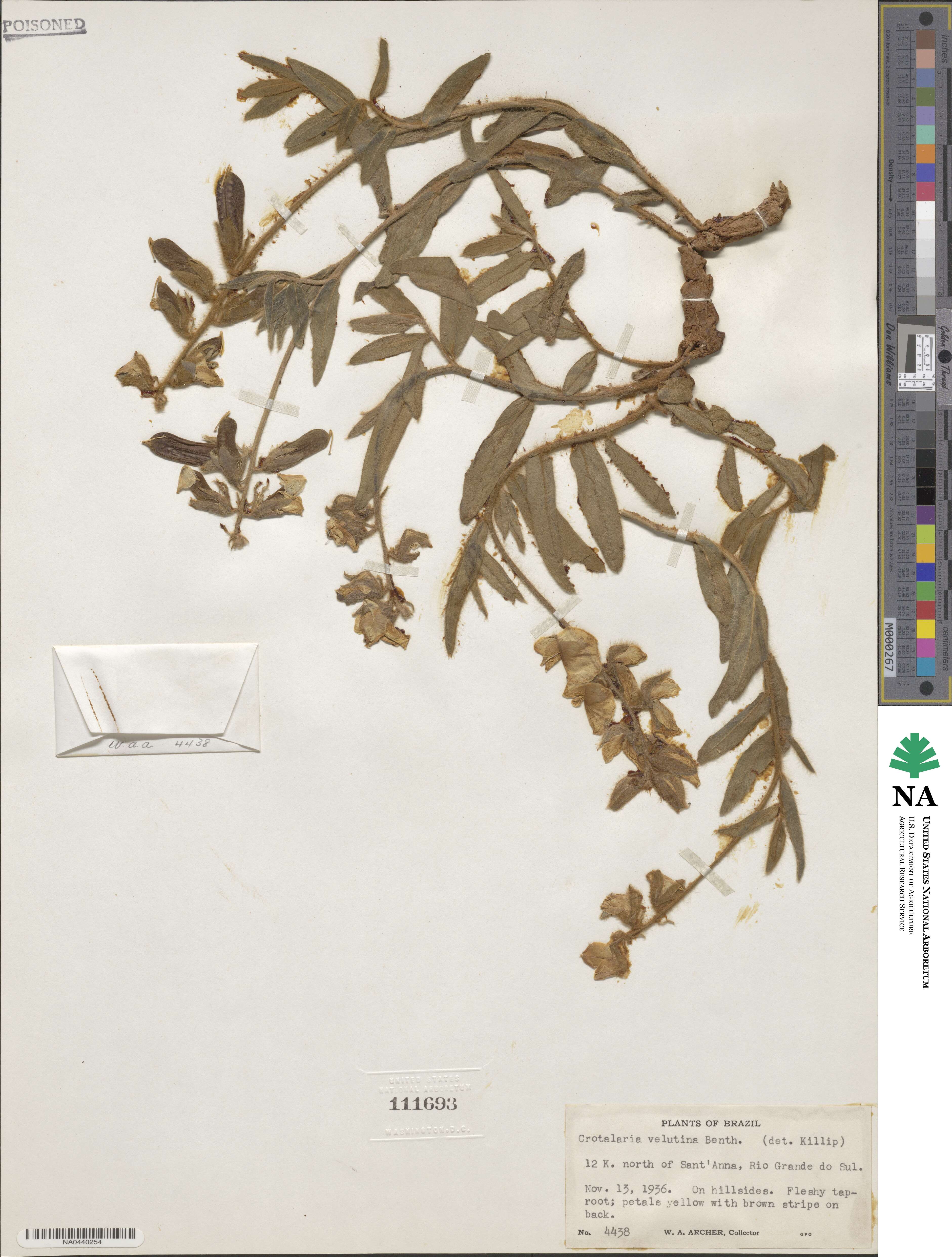 Crotalaria velutina image