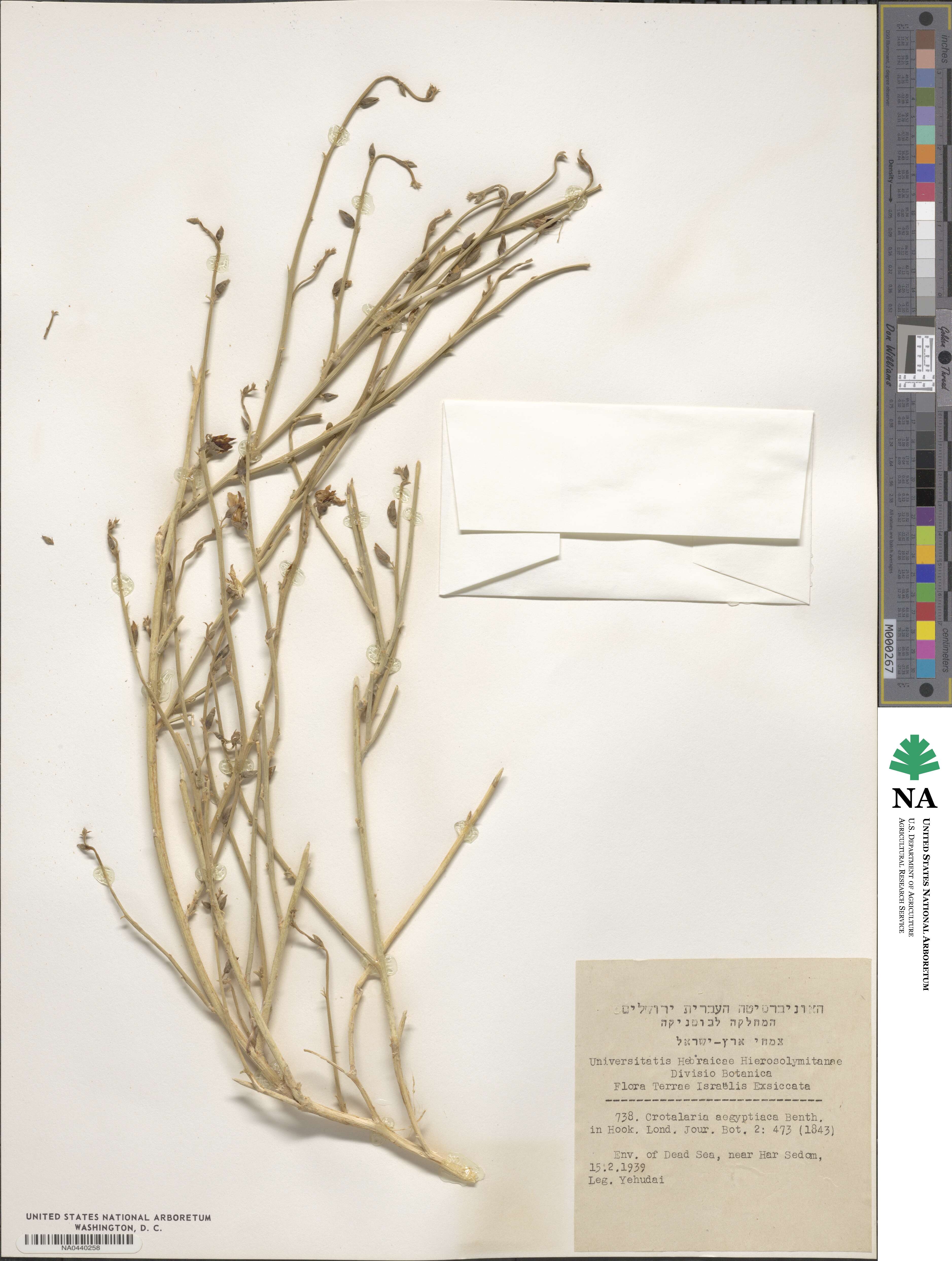 Crotalaria aegyptiaca image