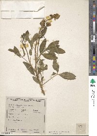 Crotalaria alata image