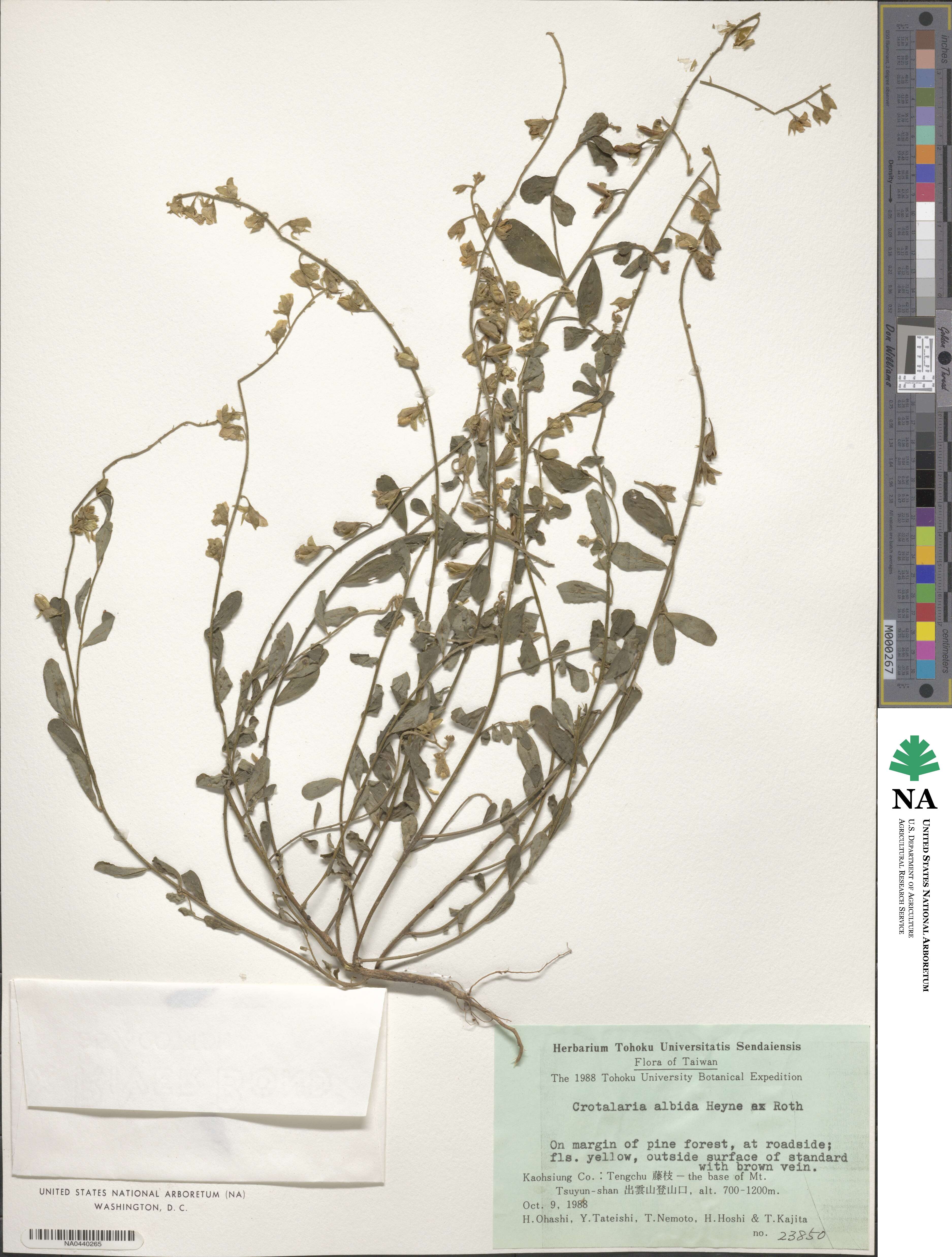 Crotalaria albida image