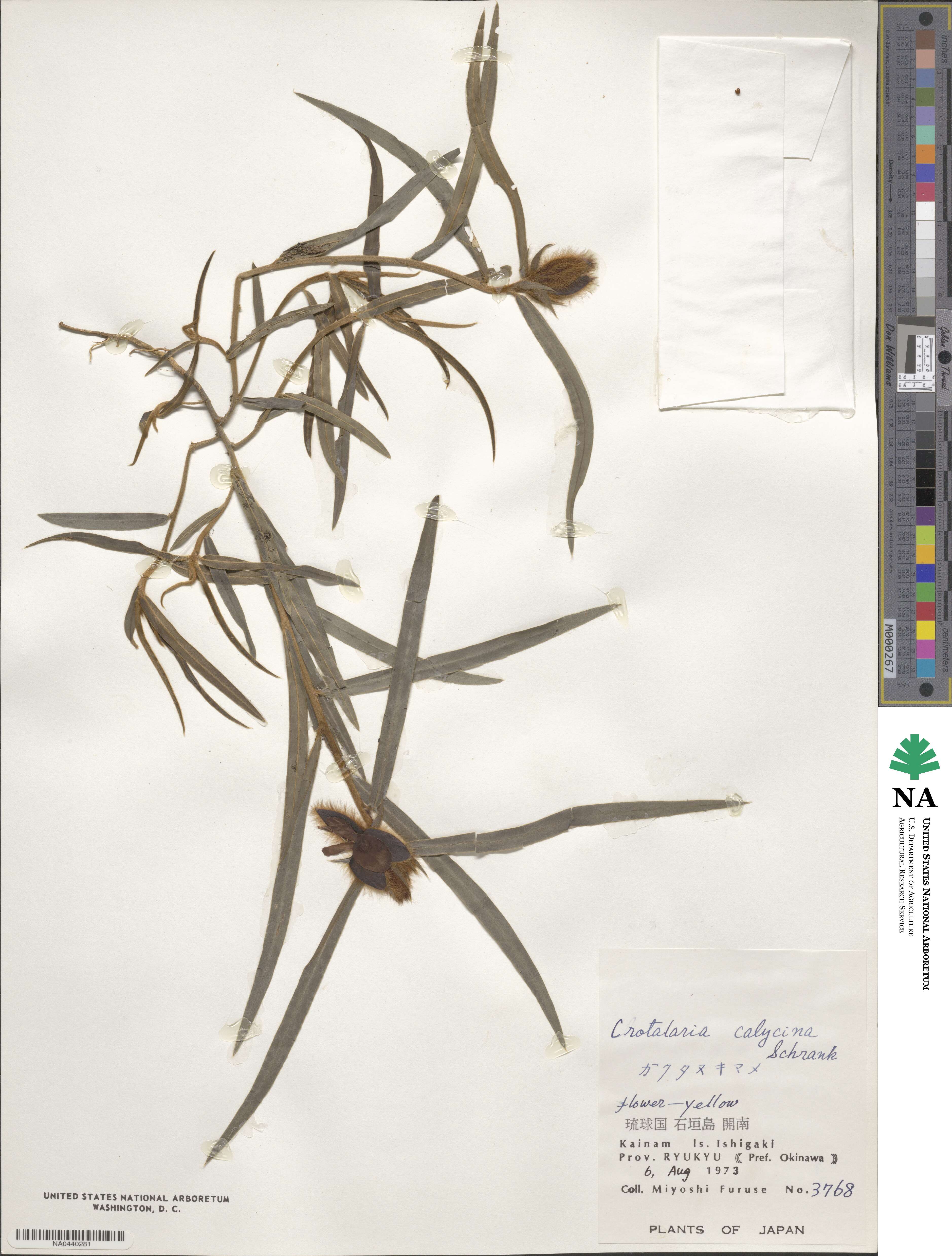 Crotalaria calycina image