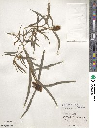 Crotalaria calycina image