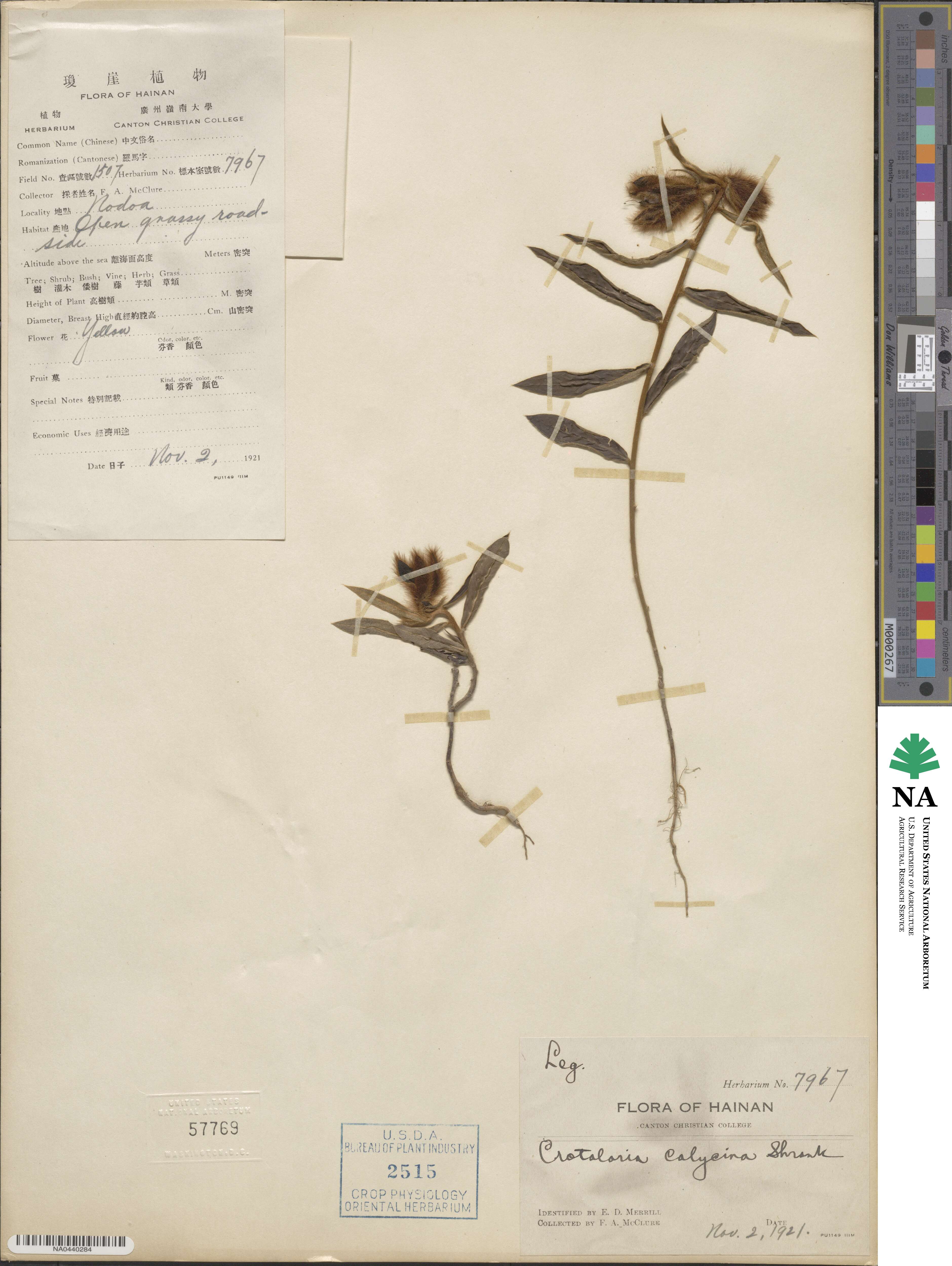 Crotalaria calycina image