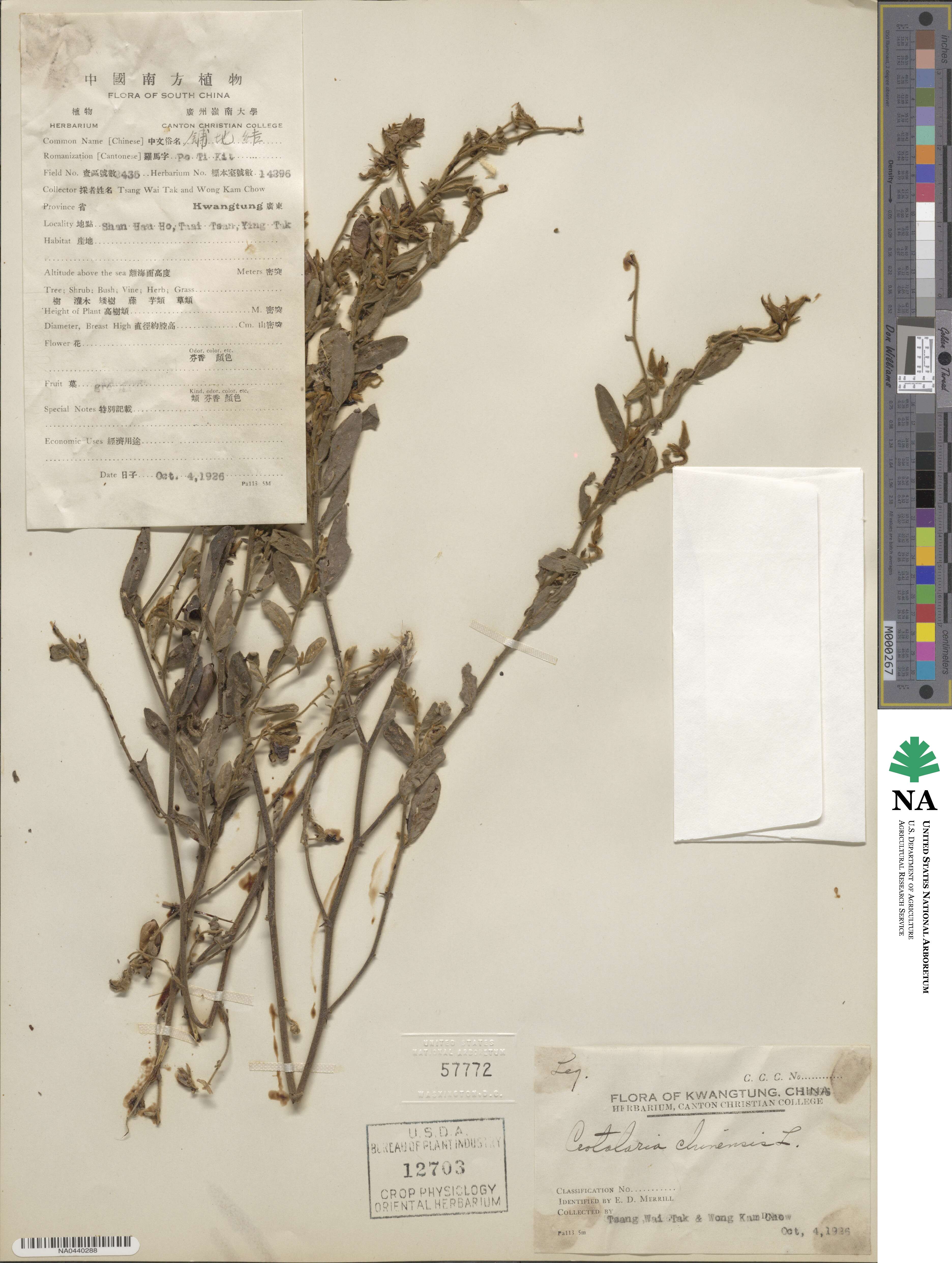 Crotalaria chinensis image
