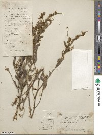 Crotalaria chinensis image