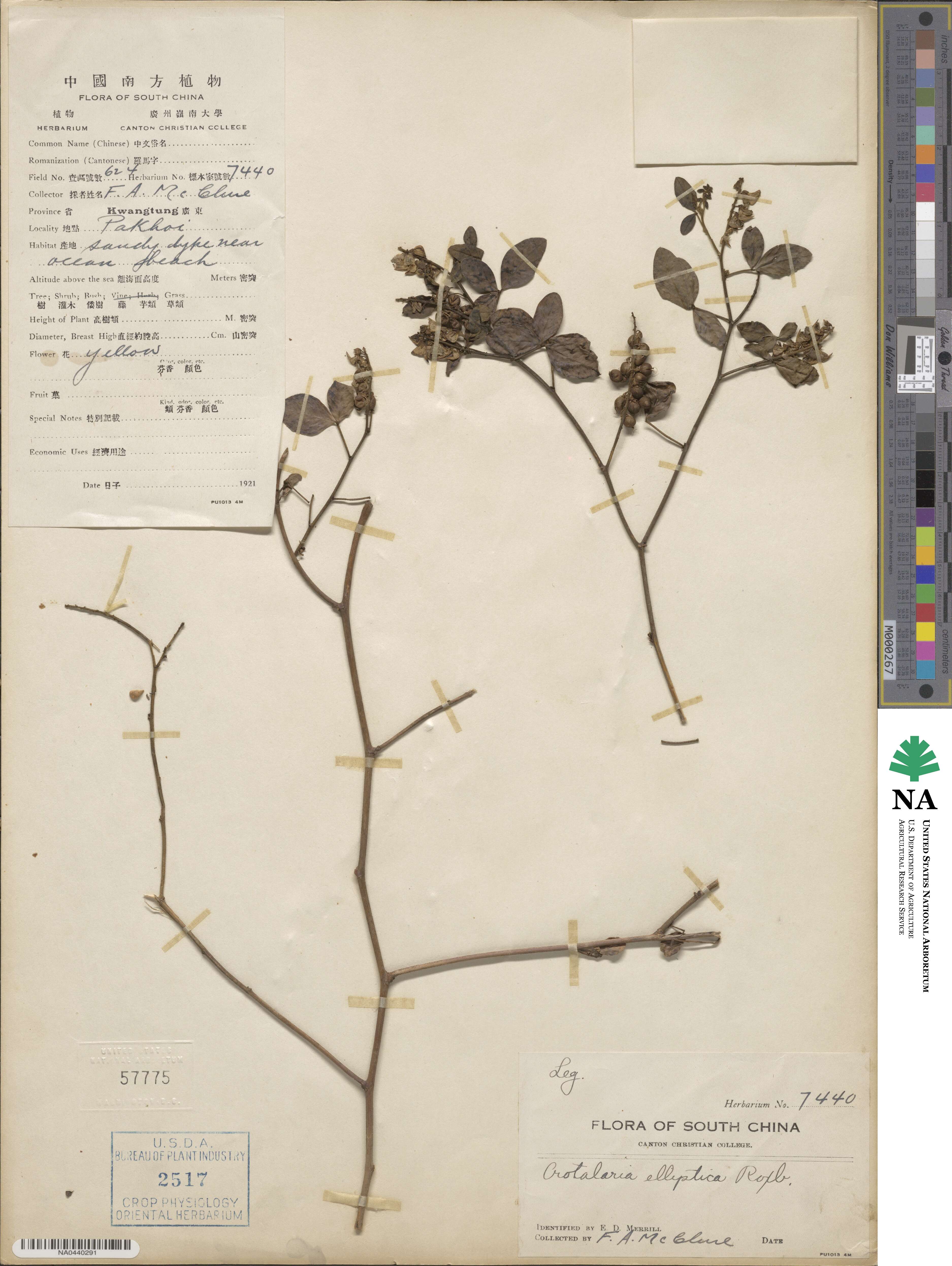 Crotalaria elliptica image