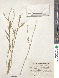 Crotalaria juncea image