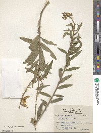 Crotalaria juncea image