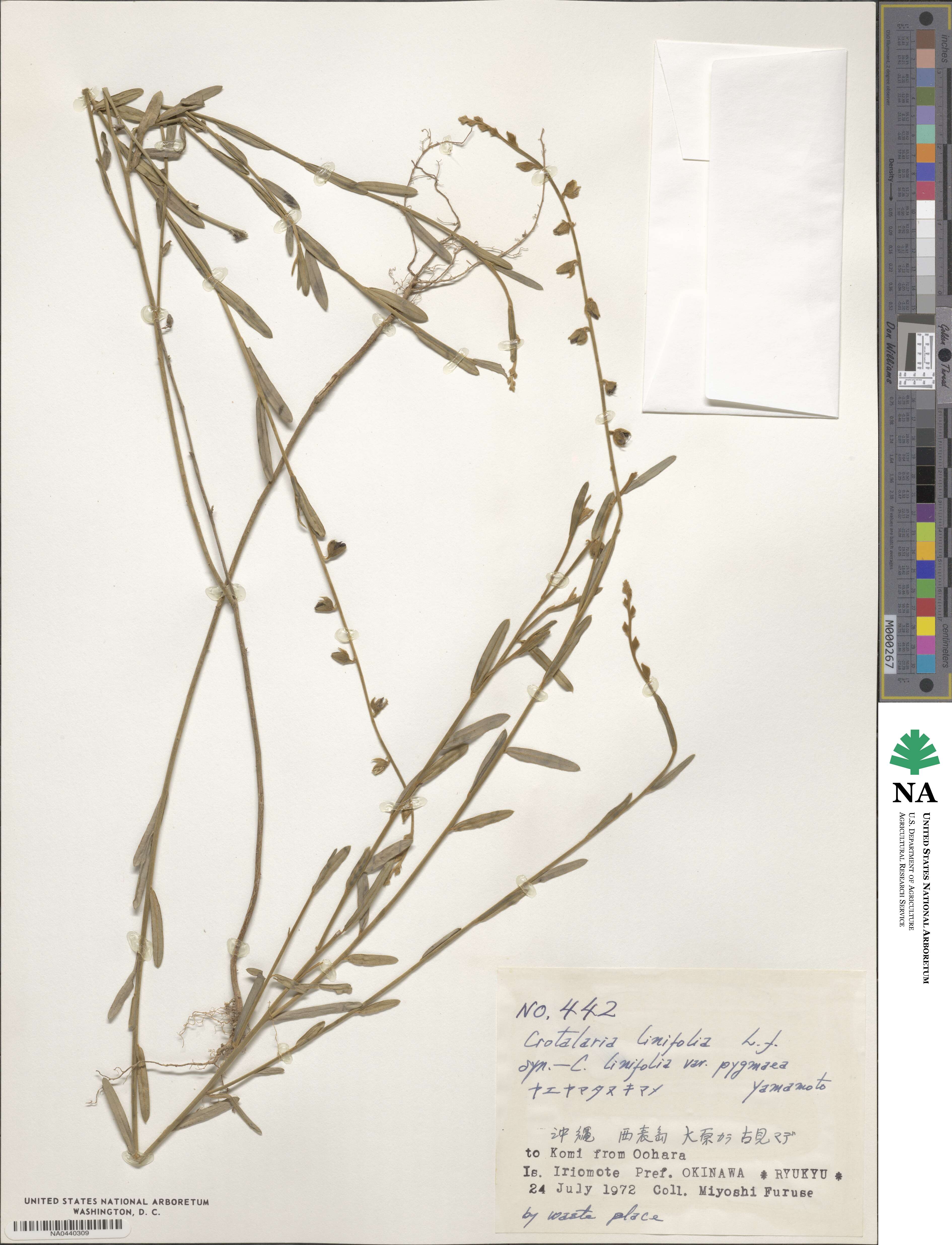 Crotalaria linifolia image
