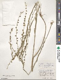 Crotalaria linifolia image