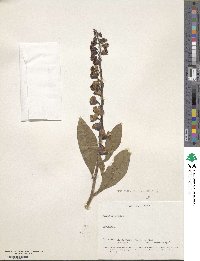 Crotalaria retusa image