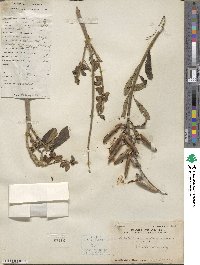 Crotalaria retusa image