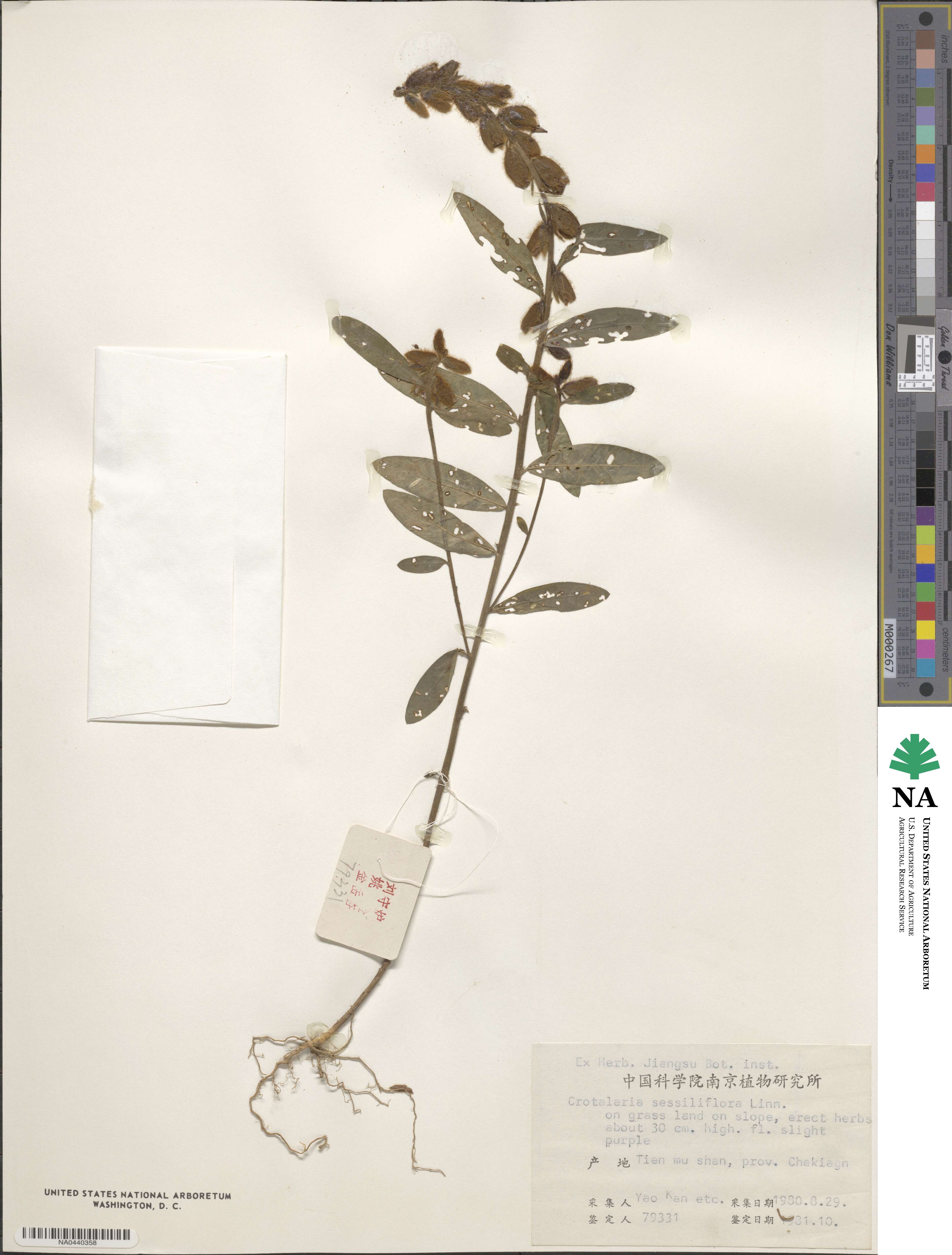 Crotalaria sessiliflora image