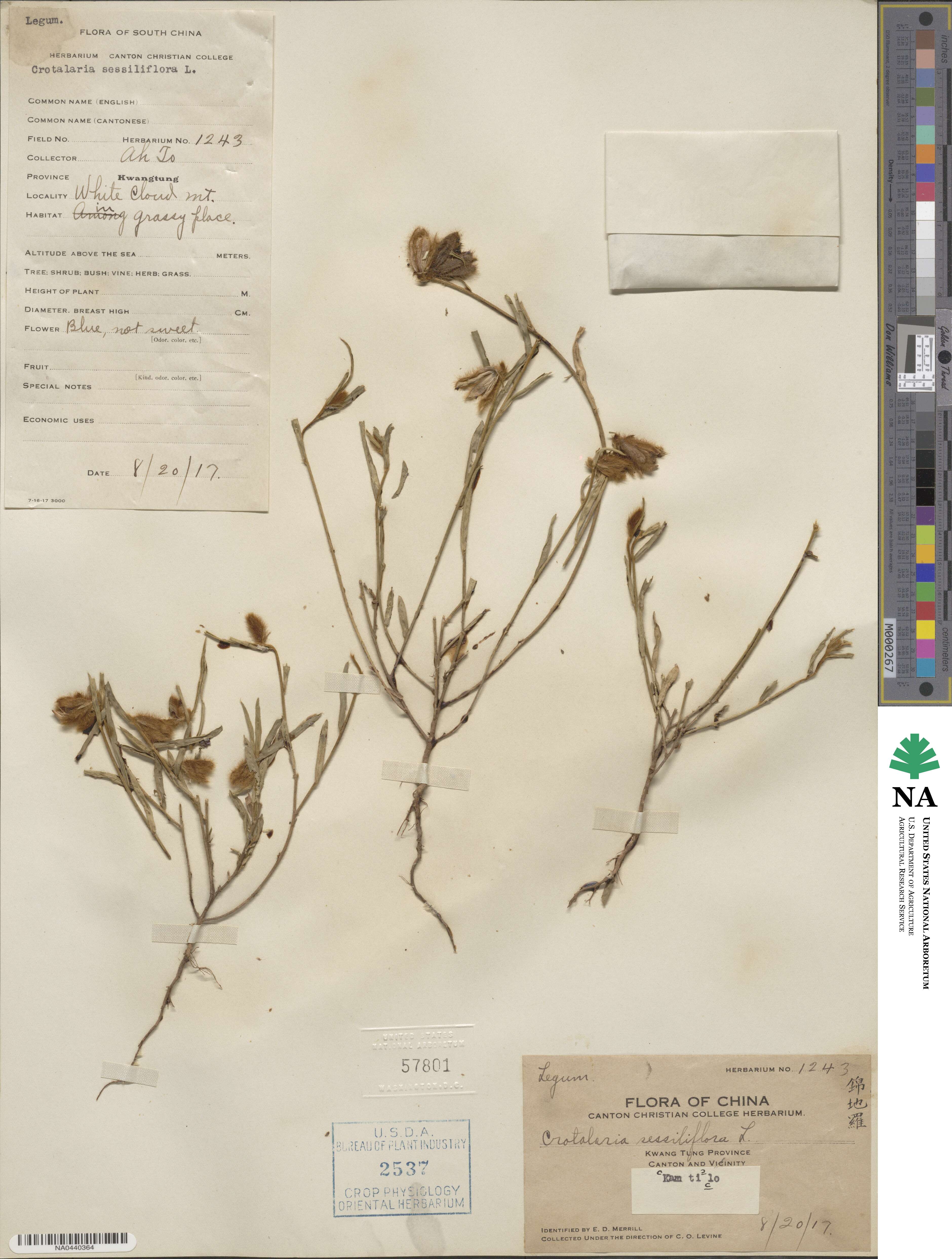 Crotalaria sessiliflora image