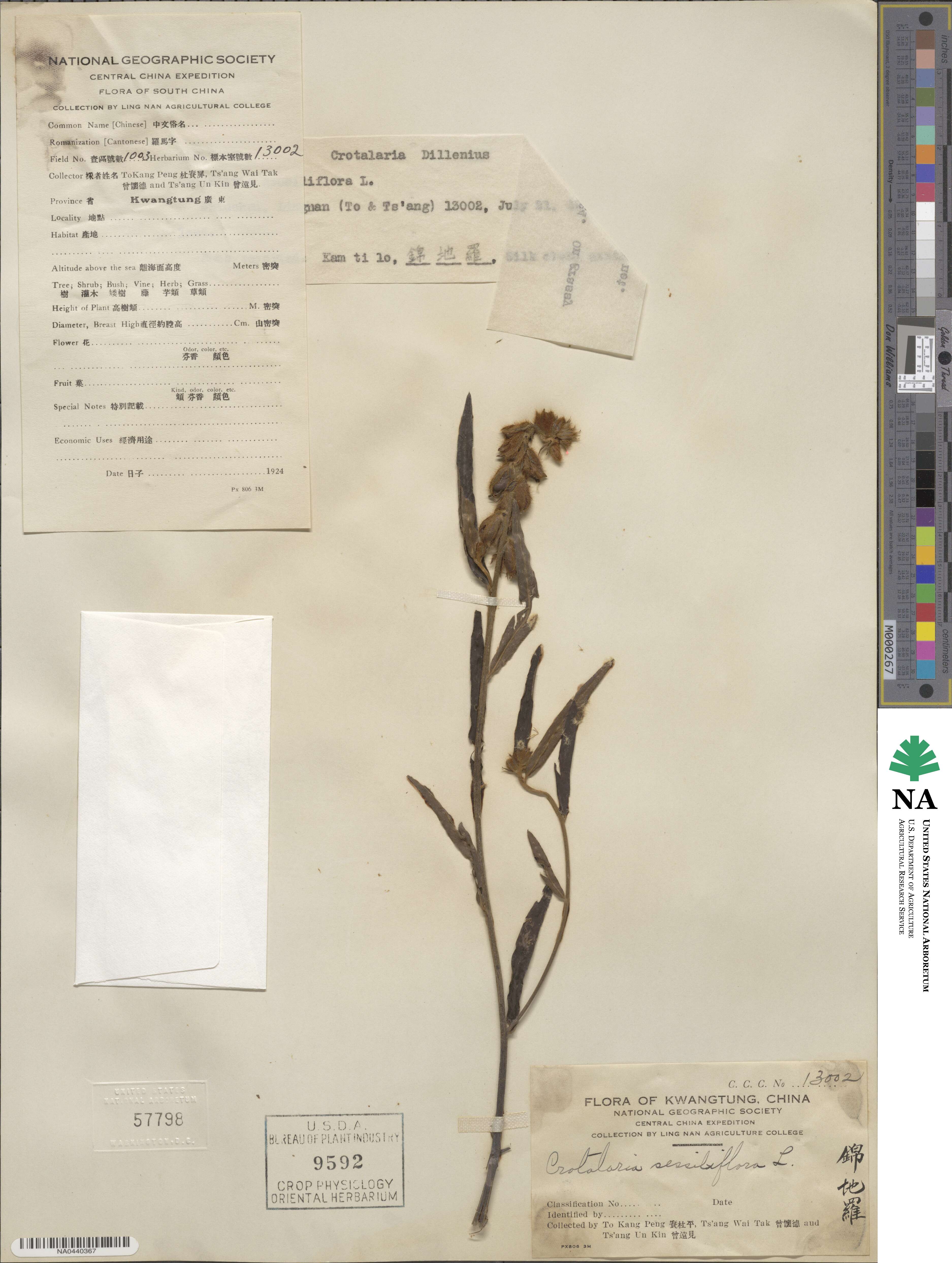 Crotalaria sessiliflora image