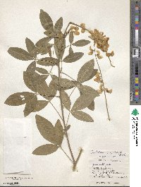 Crotalaria trichotoma image