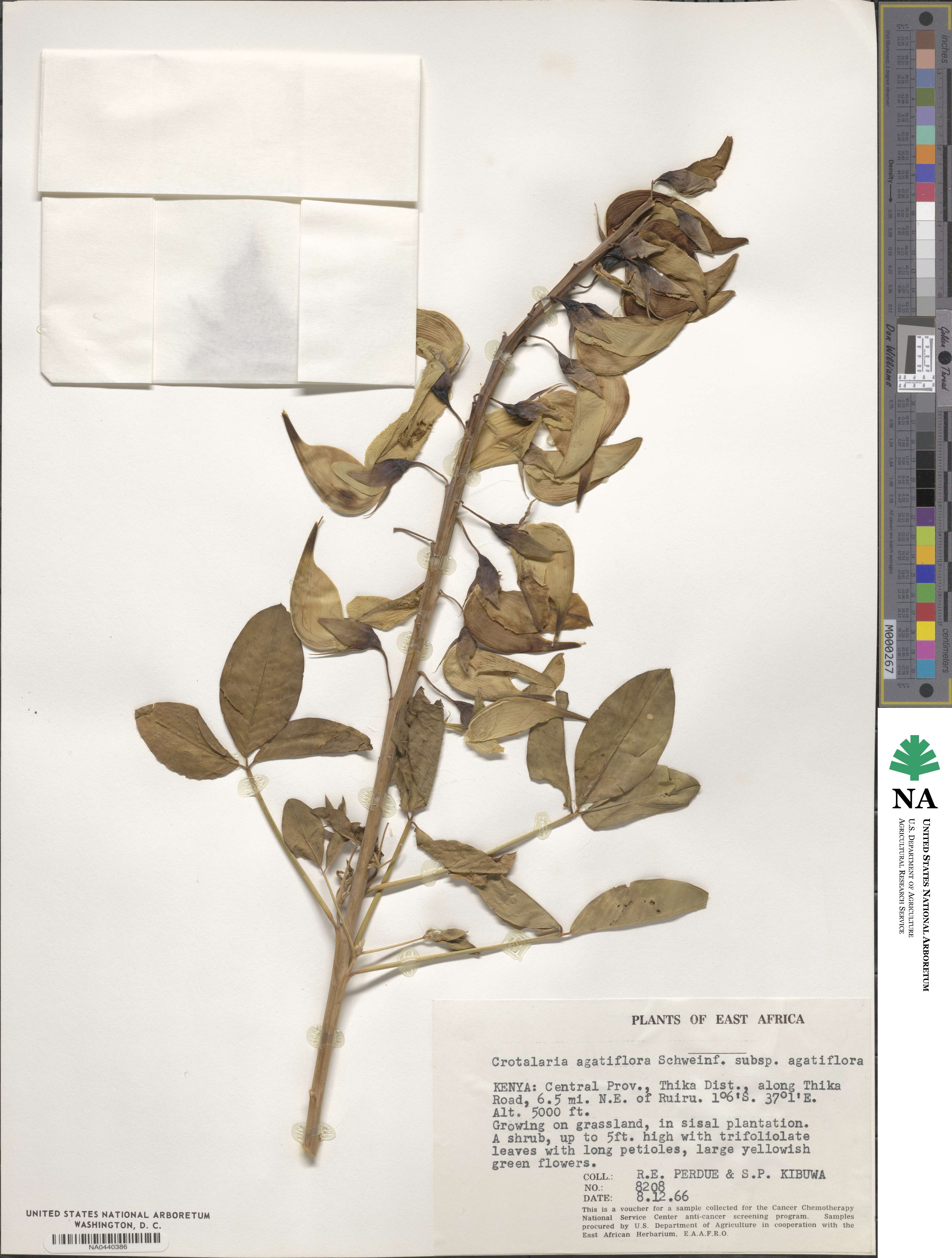 Crotalaria agatiflora image