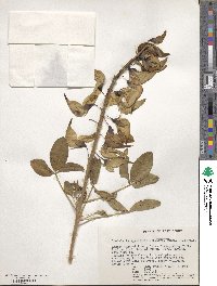 Crotalaria agatiflora image