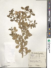 Crotalaria capensis image