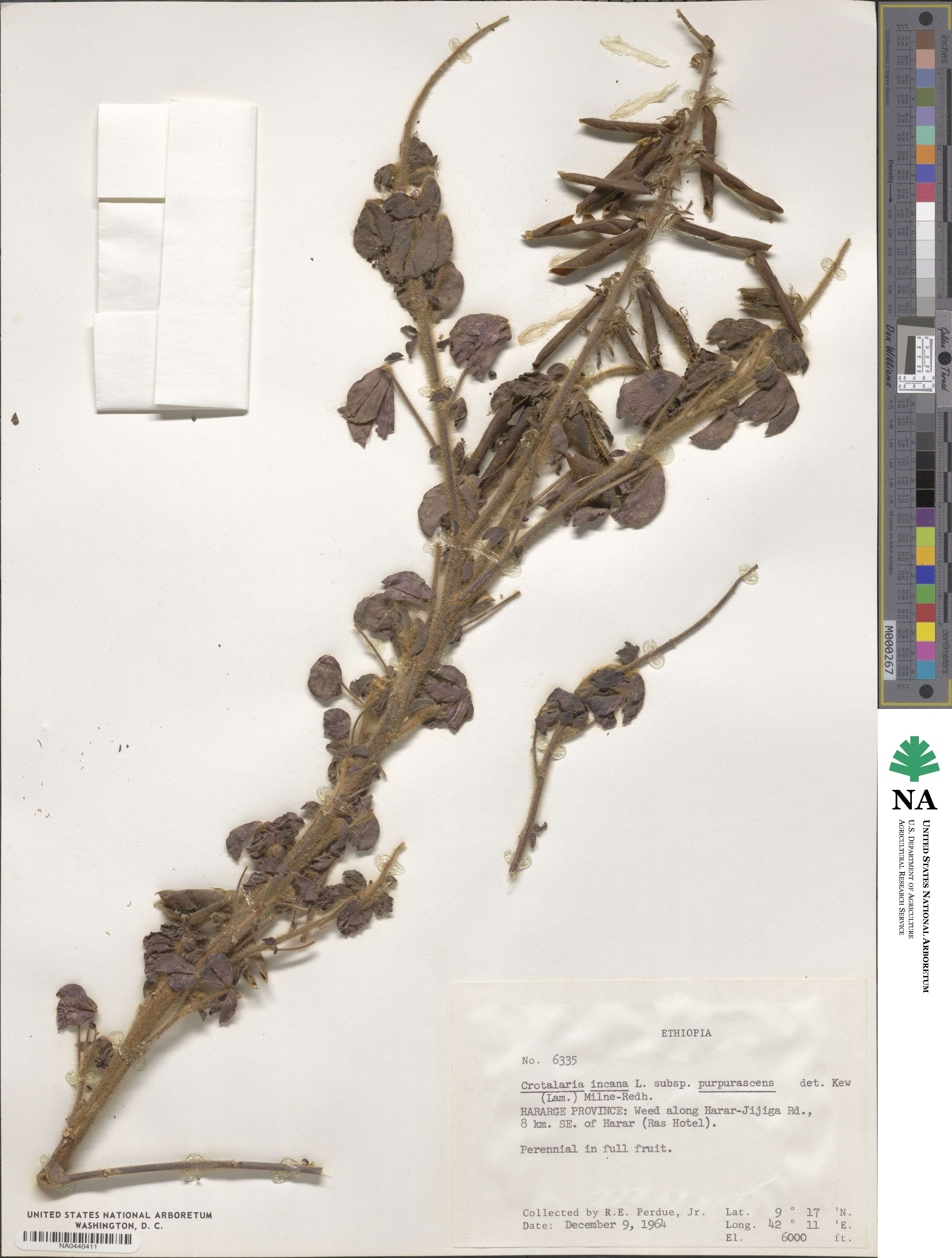 Crotalaria incana image