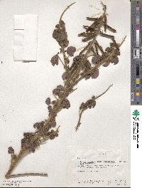 Crotalaria incana subsp. purpurascens image