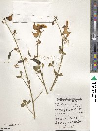 Crotalaria laburnifolia image