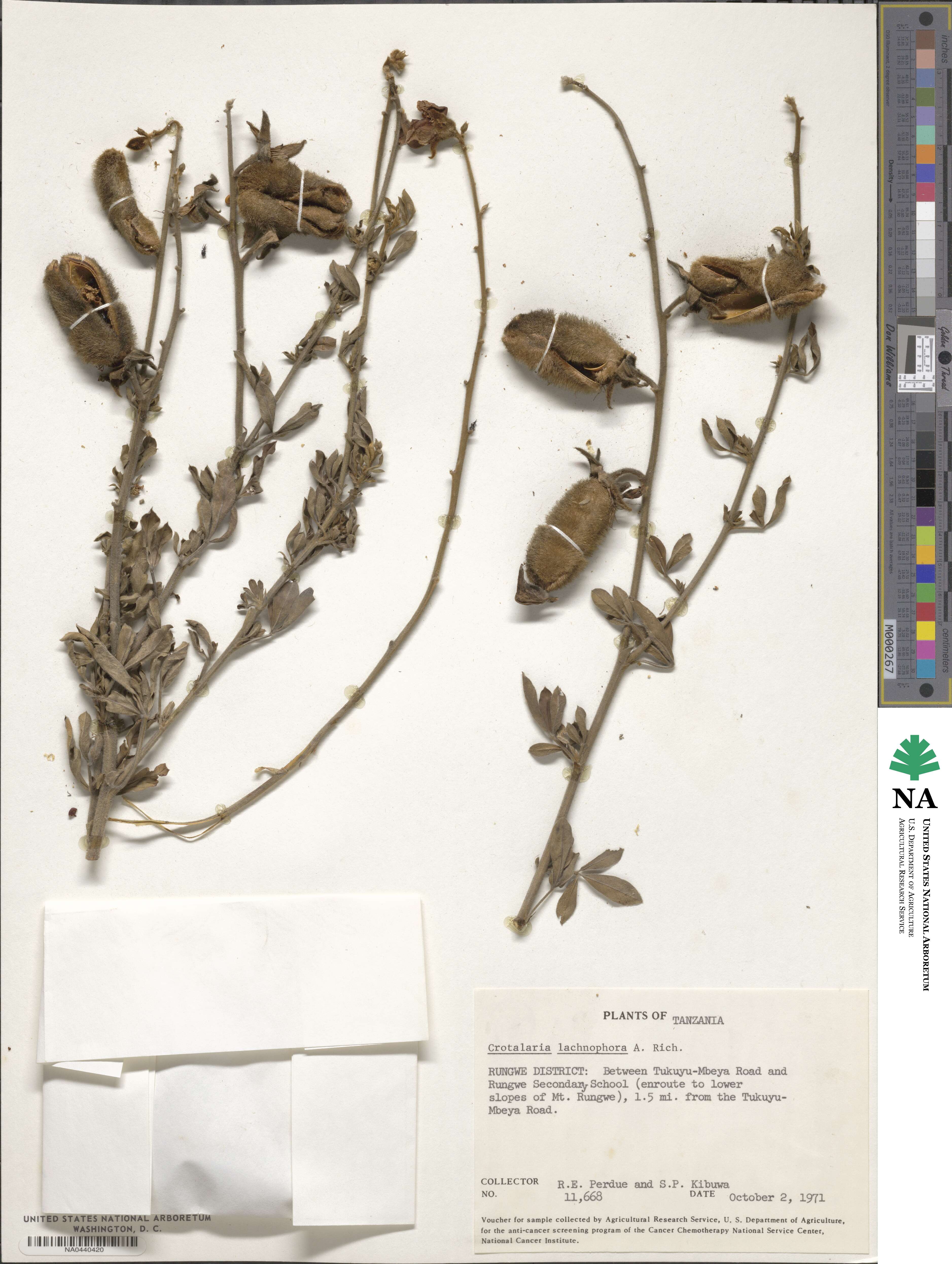 Crotalaria lachnophora image