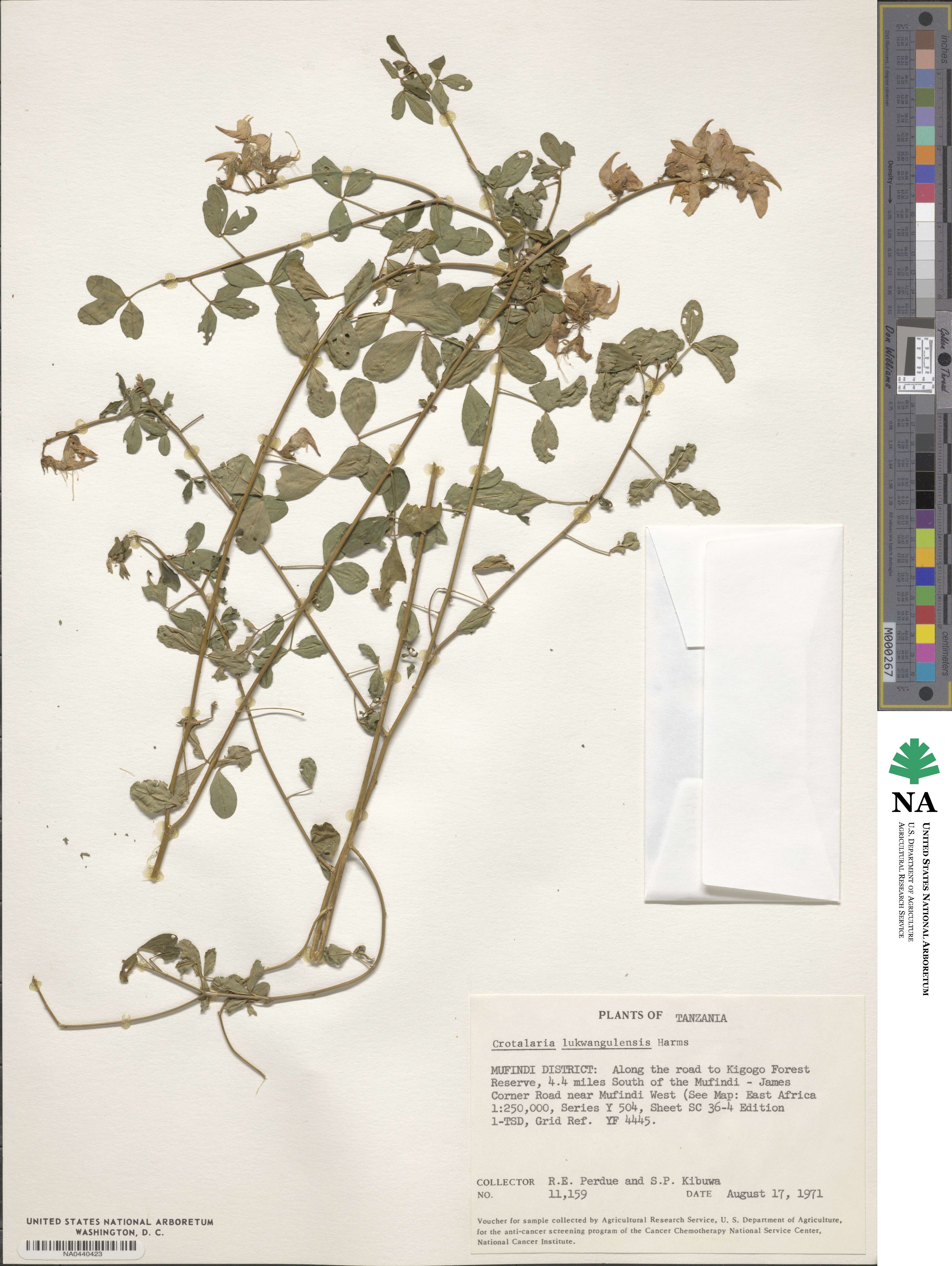 Crotalaria lukwangulensis image