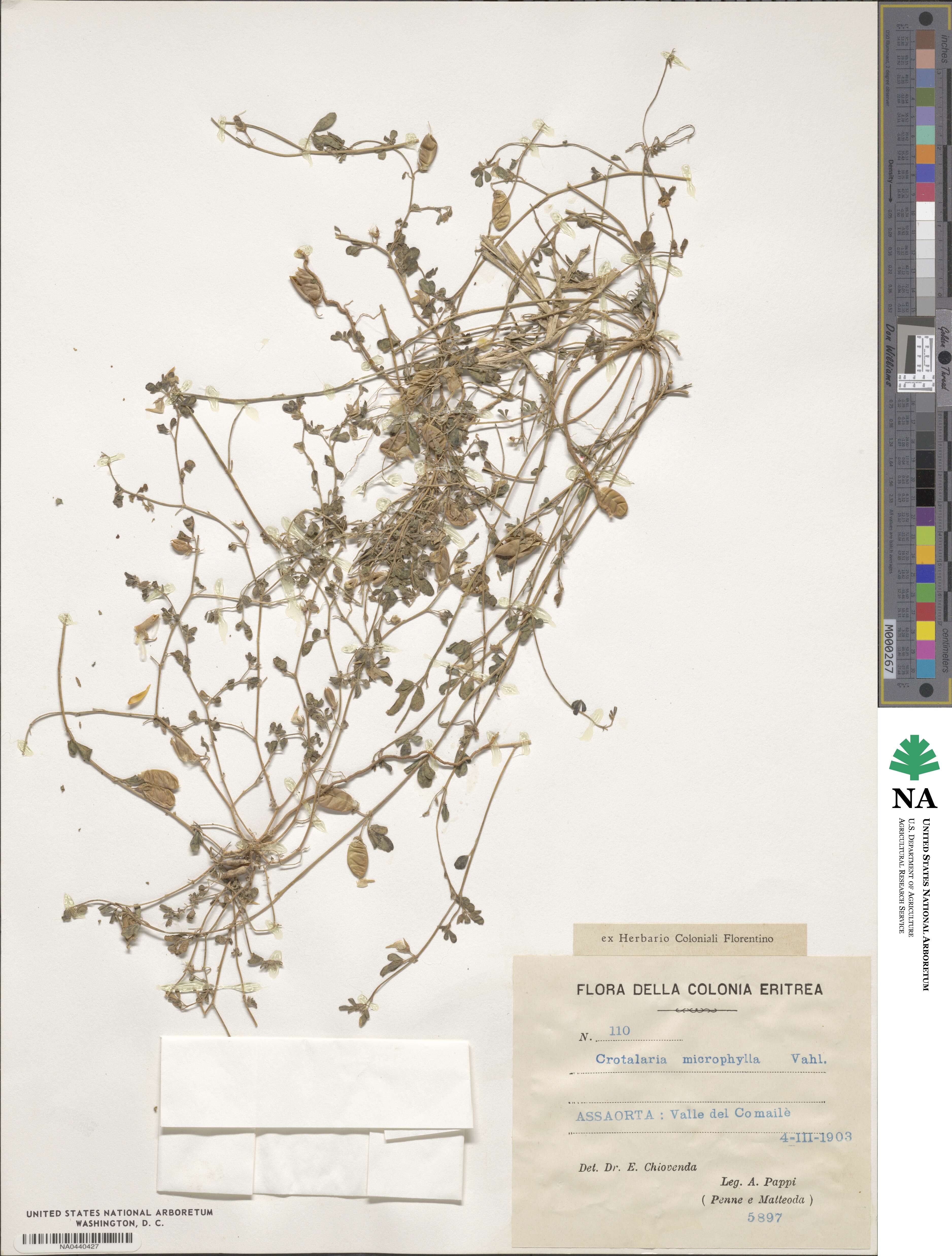 Crotalaria microphylla image