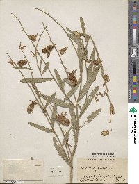 Crotalaria juncea image