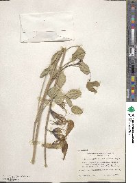 Crotalaria agatiflora image