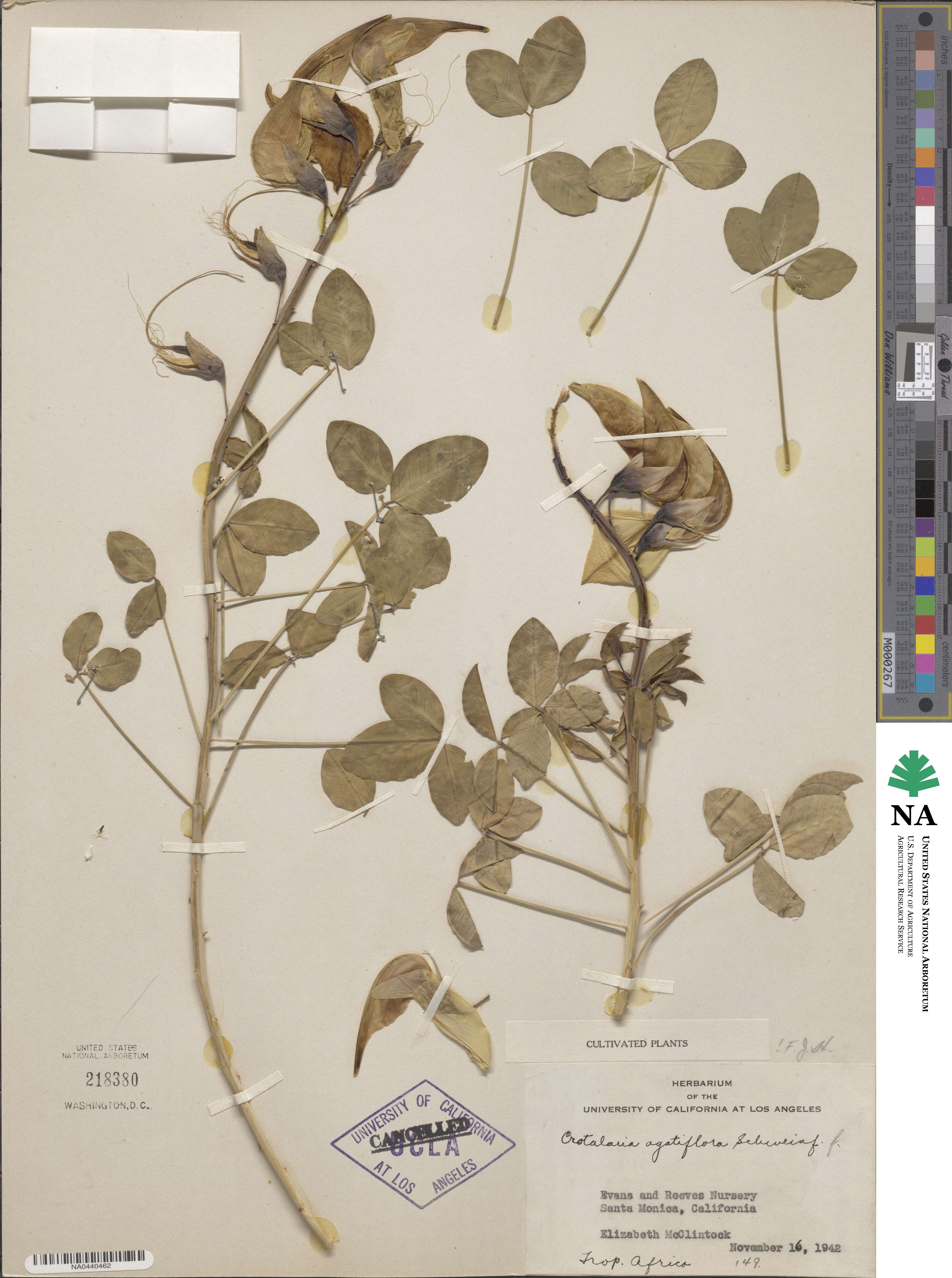Crotalaria agatiflora image