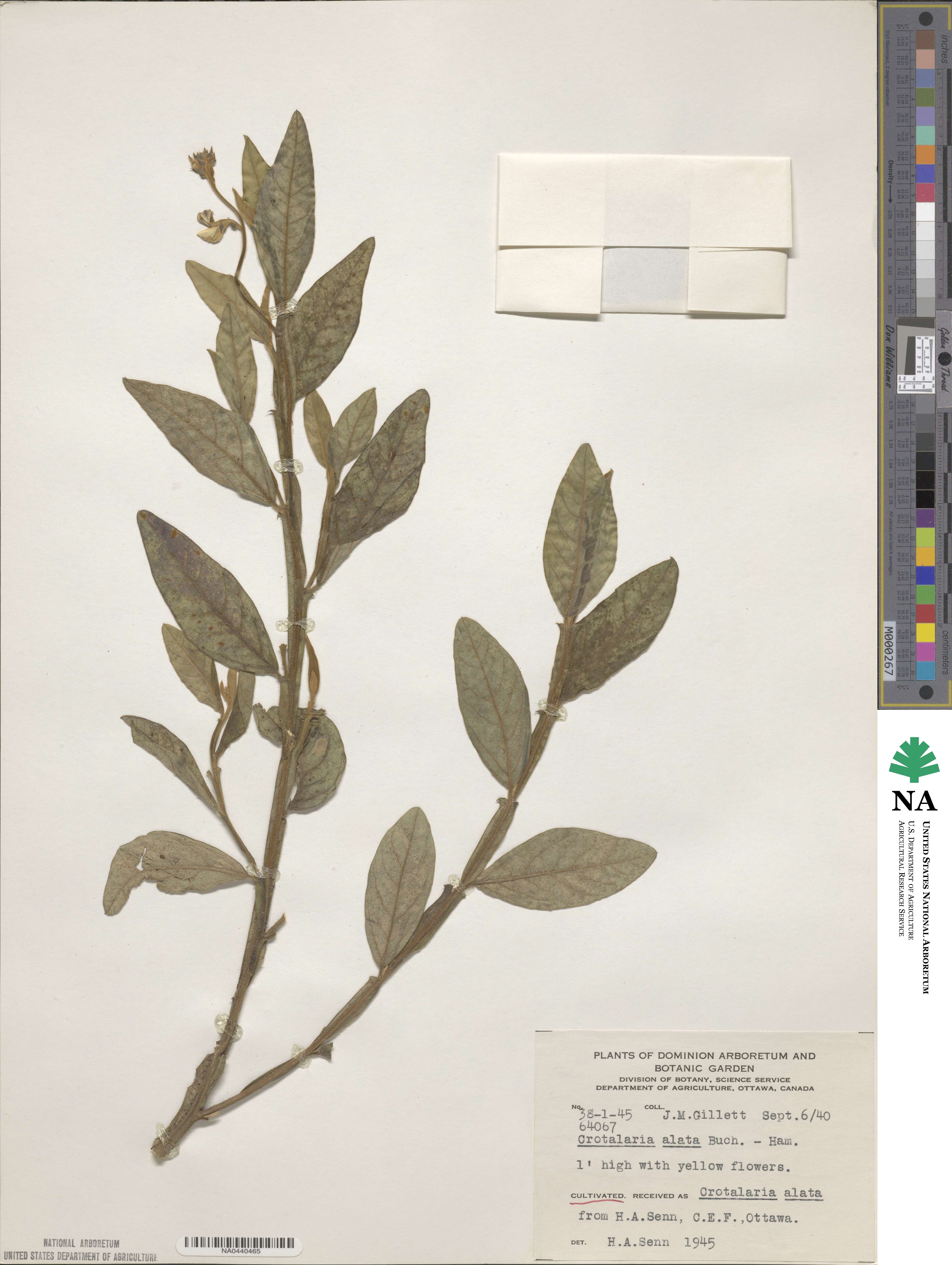 Crotalaria alata image
