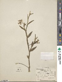 Crotalaria alata image