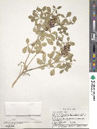 Crotalaria albicaulis image