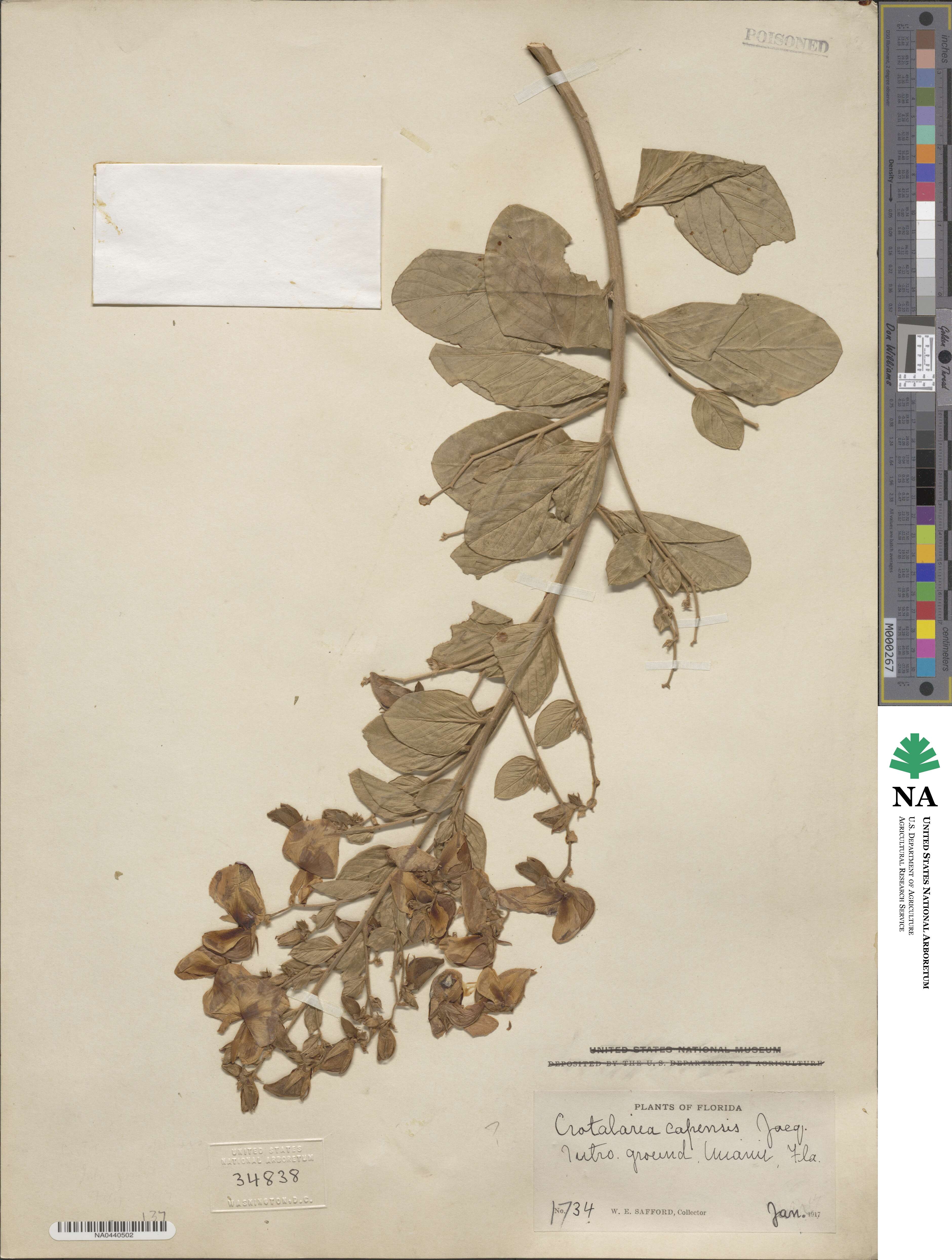 Crotalaria capensis image